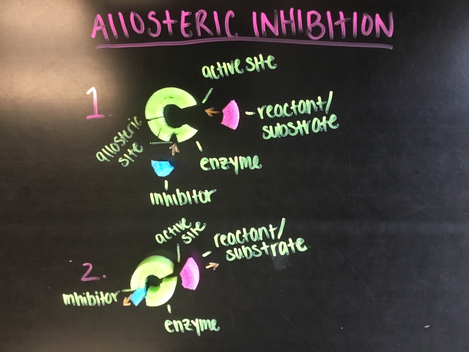 Biology by the Math Mom Modeling Enzyme Activity with Pool Noodles
