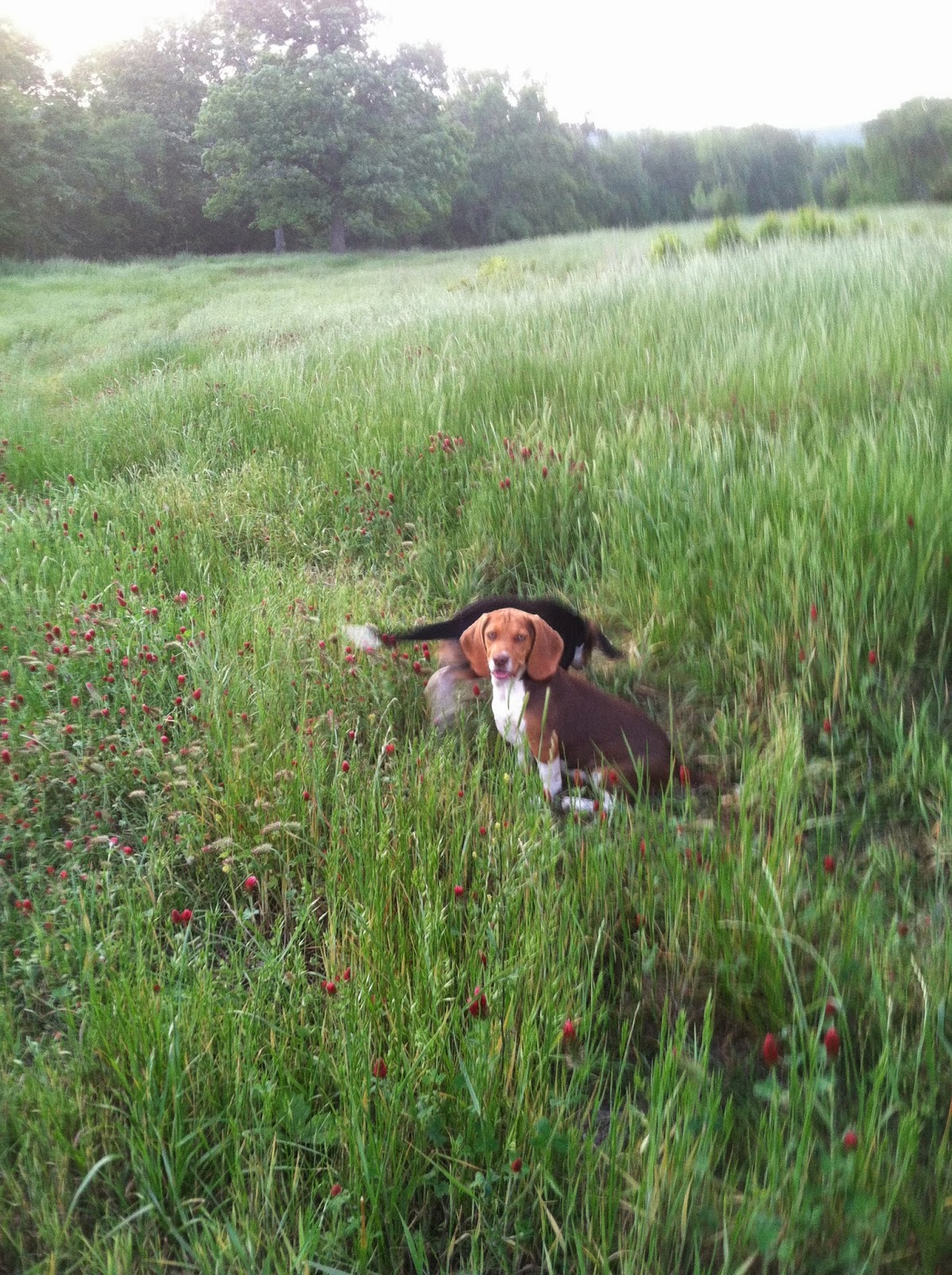 Boys, Beagles and Belly Acres Farm Beagles, but not average beagles