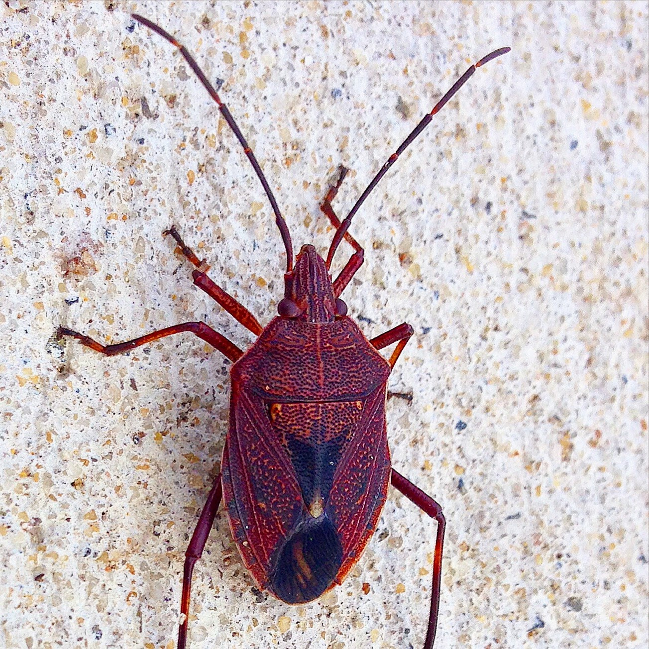 The Insect Diary: Common Gum Tree Shield Bug: Poecilometis patruelis