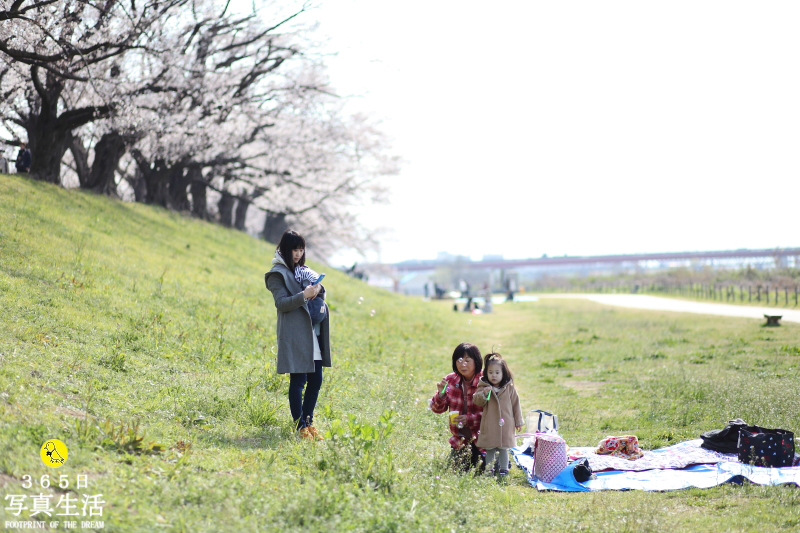 家族写真の桜ロケーション出張撮影 in 八幡市