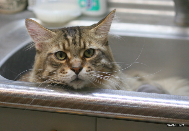 Cavallino 猫 ねこ ネコ 寂しがり屋のきょねこ ファントムの場合