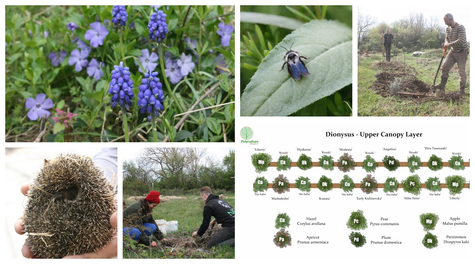 Iris germanica - Balkan Ecology Project