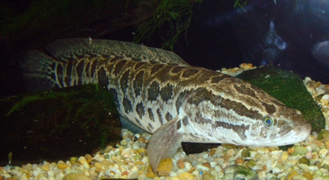 facts about snakehead fish facts about snakehead fish