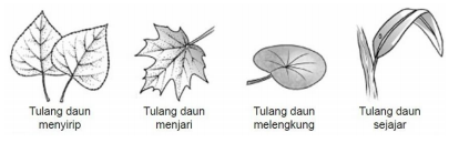 Tulang daun Tulang daun