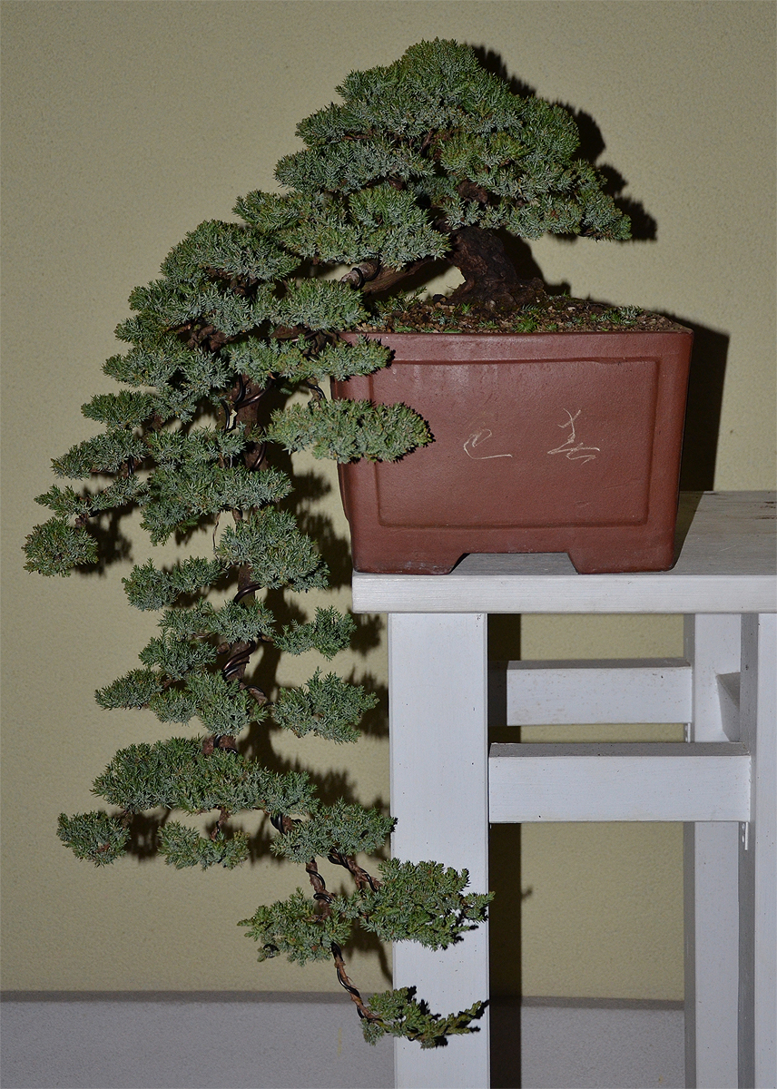Bonsai Living Art Juniperus "Waterfall"