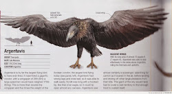 found argentavis magnificens extinct prehistoric animals birds comparison giant smilodon preserved wish prey carnivores favourite