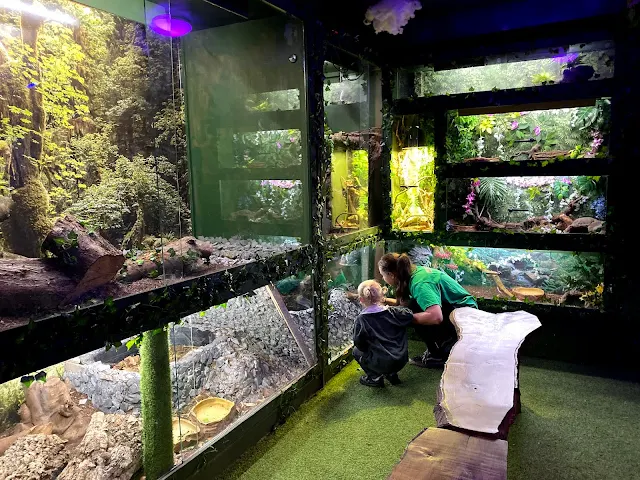 The second room at Get To Know Animals mini Zoo has glass enclosures with reptiles in
