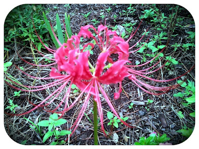 Maitri's Heart: Autumn In The Garden ~ Changes Within and Without...