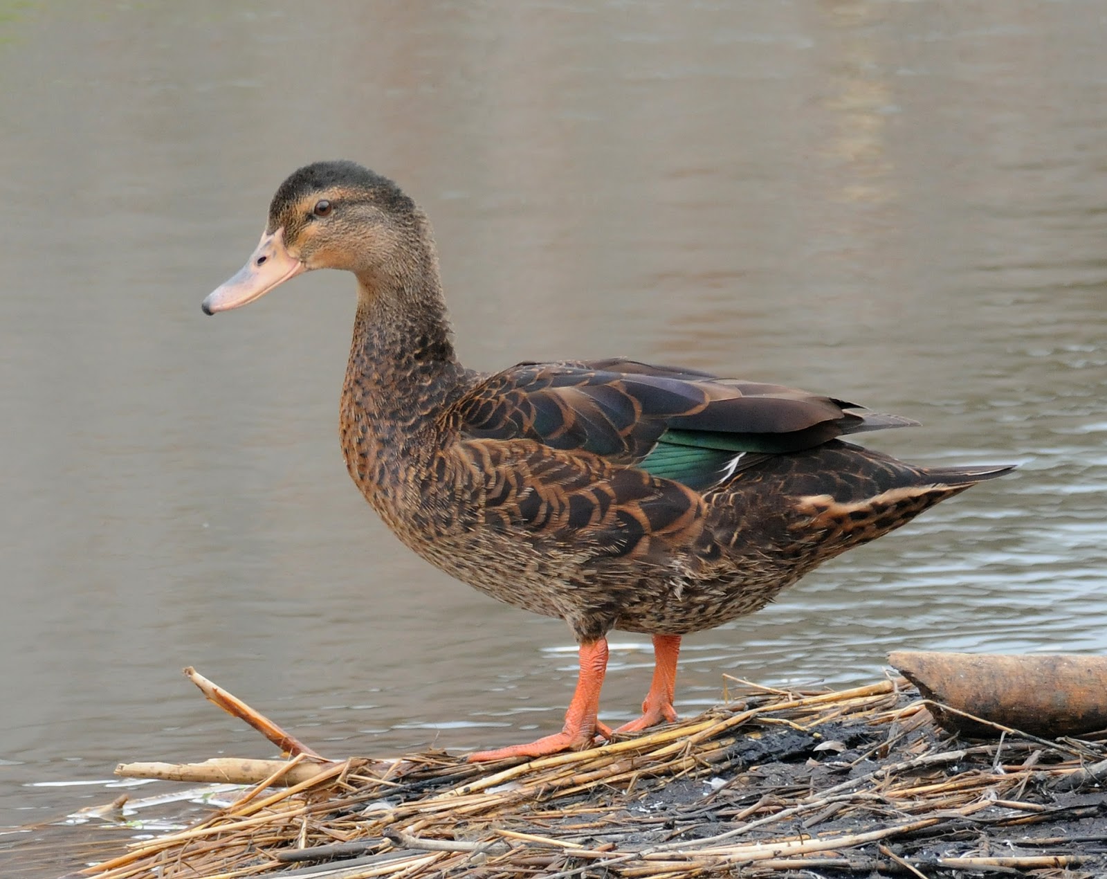 Bird Hybrids Muscovy Duck x Mallard