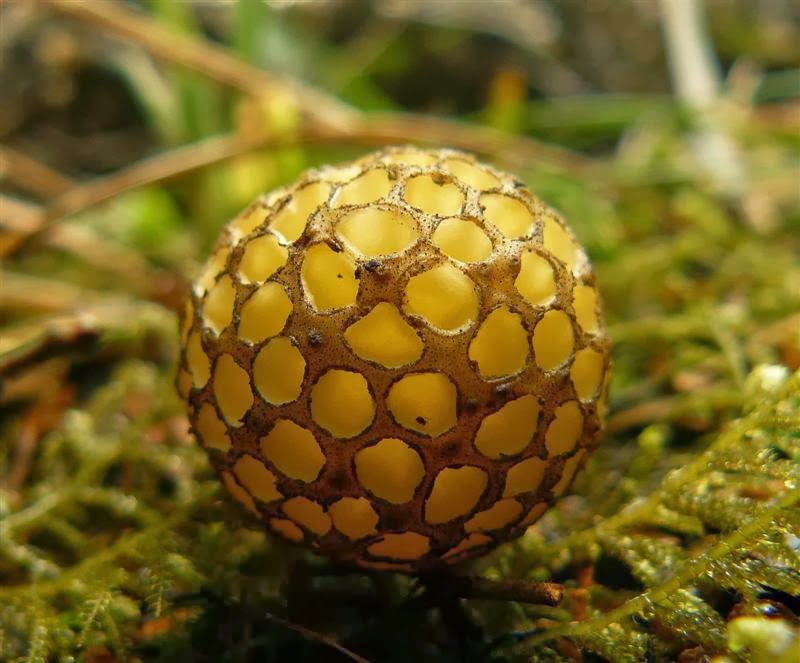 Экзотические грибы. Cyttaria gunnii. Необычные грибы. Странные грибы.