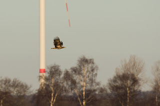 Wildlifefotografie Seeadler