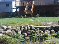 Maintenance,  plant removal, Koi pond maintenance, Water Sanitation, weed removal, pull weeds