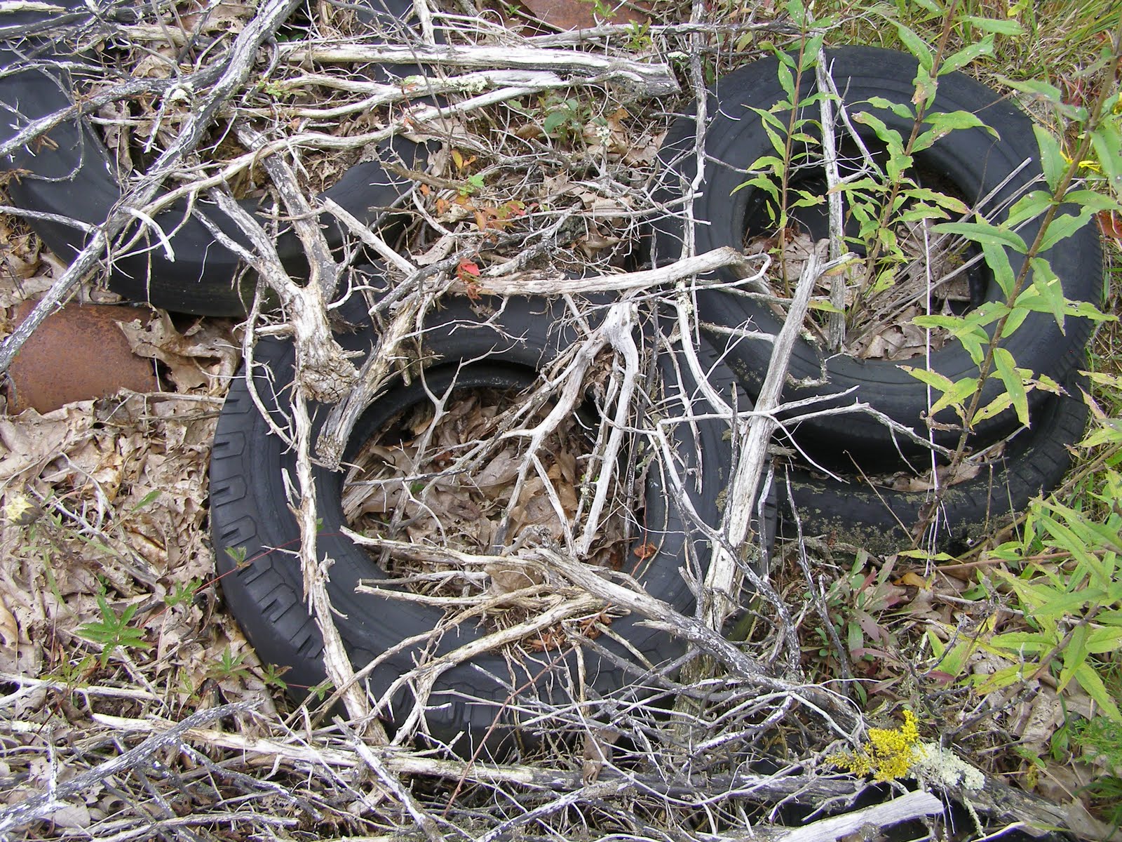 Blue Jay Barrens Tire Erosion Control