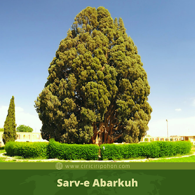 Sarv-e Abarkuh