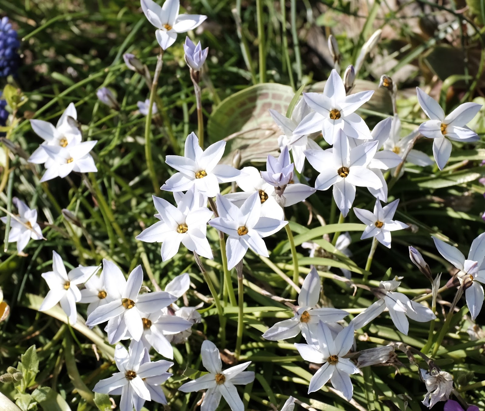 Bickenbach Blumen Februar 2017