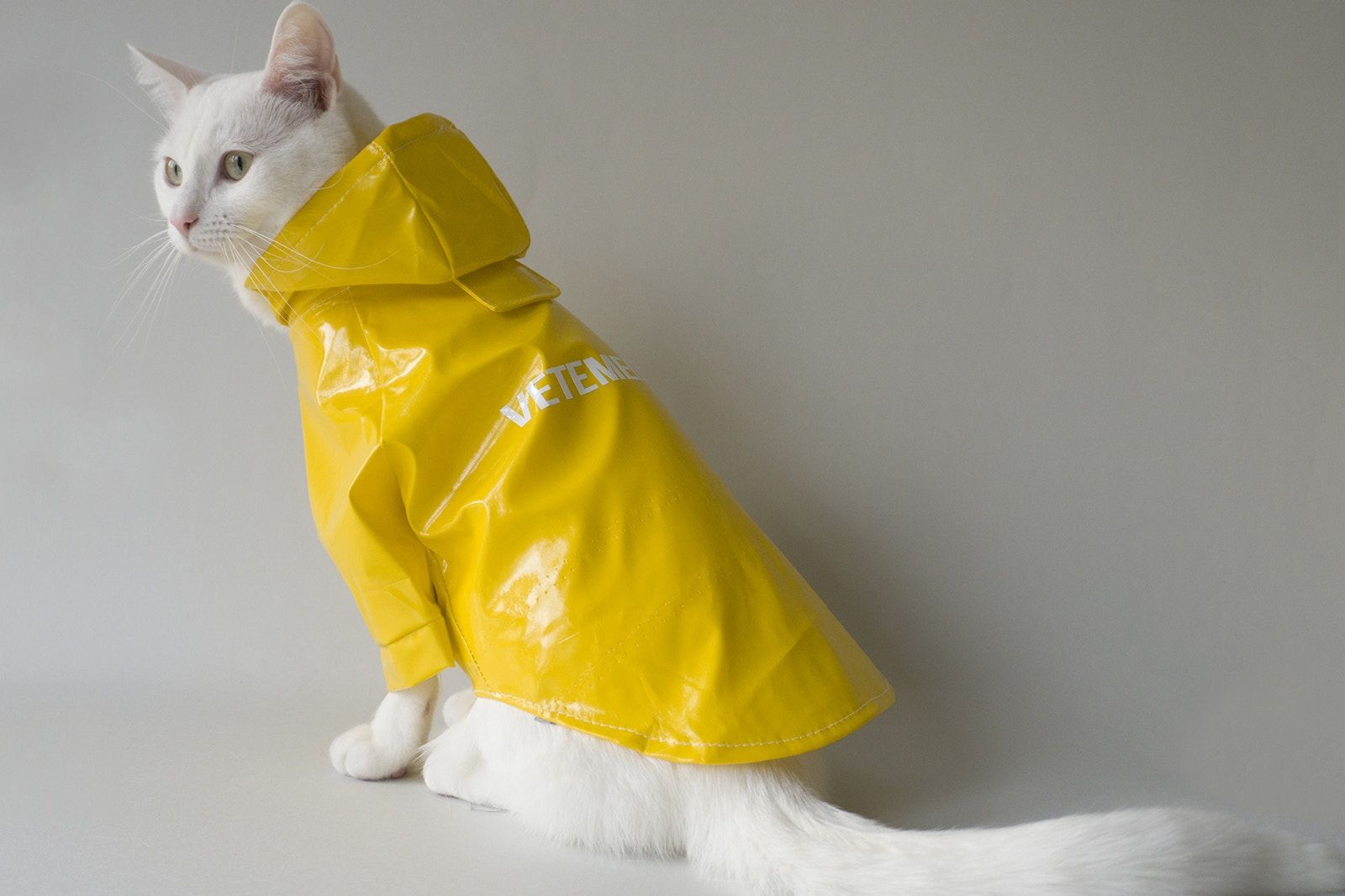 Jas Hujan Kucing untuk Tangkal Corona Virus