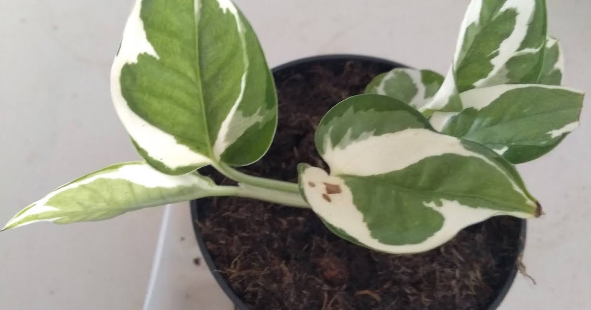 Mudflower Variegated �snow queen� pothos Mudflower Variegated �snow queen� pothos