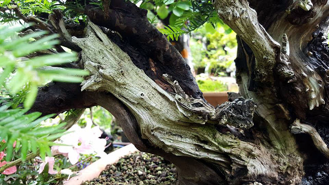 maderas muertas tejo bonsai bonsai center sopelana