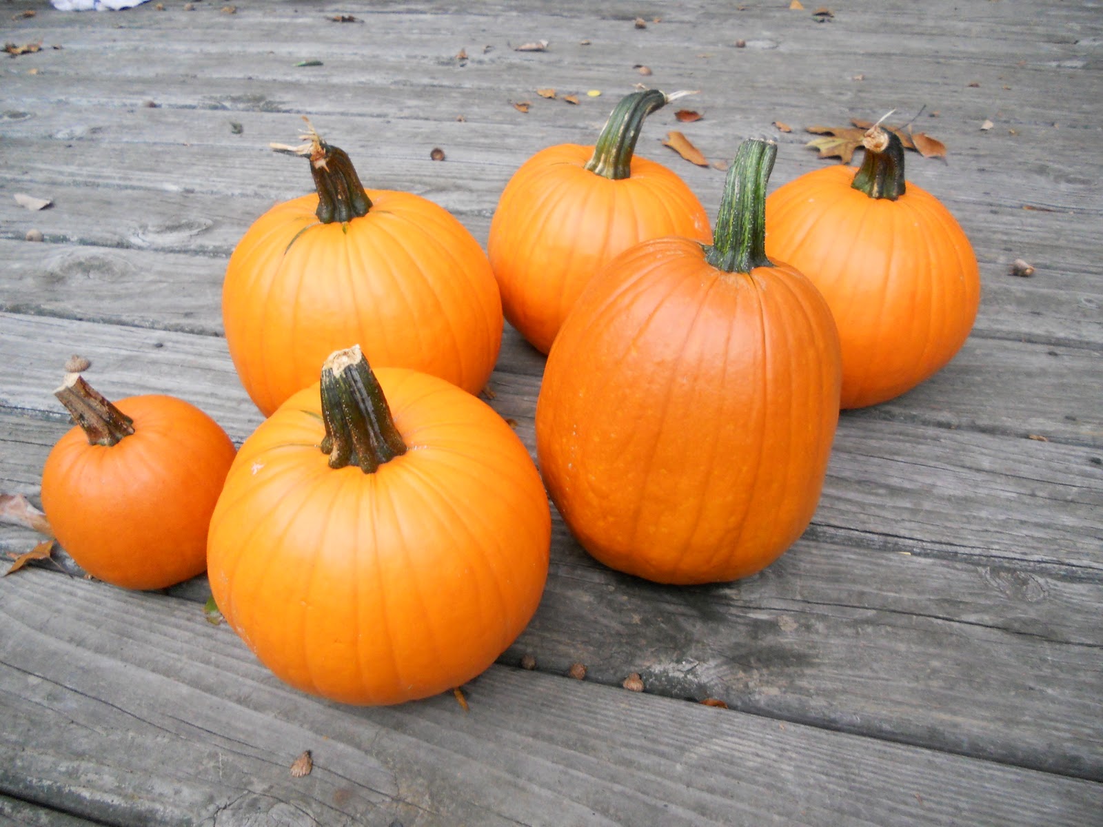 Pumpkins october seasonal picks pumpkin How We Spend Our Days: October = Pumpkins!