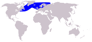 Beyaz gagalı yunus doğal yaşam alanı haritası