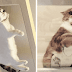 These Hilariously Adorable Pictures Will Convince All Cat Owners To Buy A Glass Table