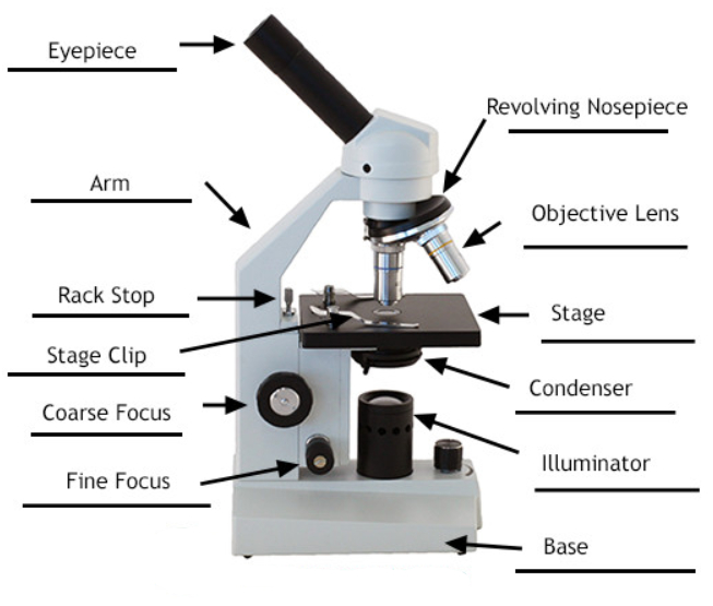 Parts Of A Light Microscope Labeled