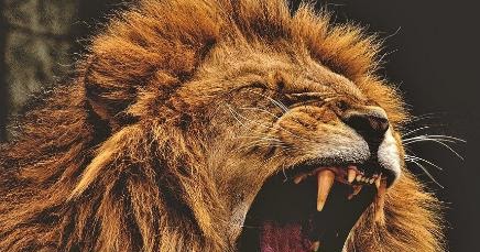 शेर पर हिंदी में निबंध - Essay on lion in hindi