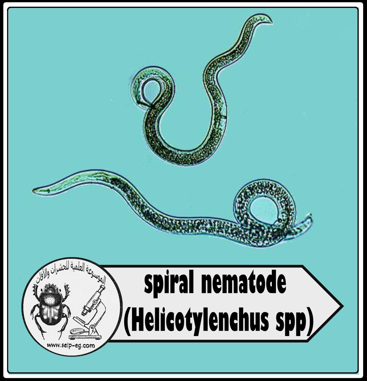 النيماتودا الحلزونية Spiral Nematode
