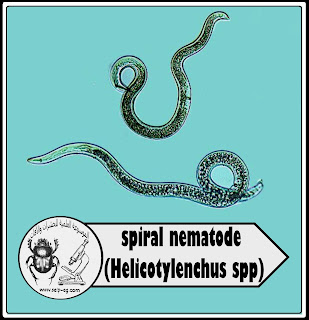 النيماتودا الحلزونية Spiral Nematode