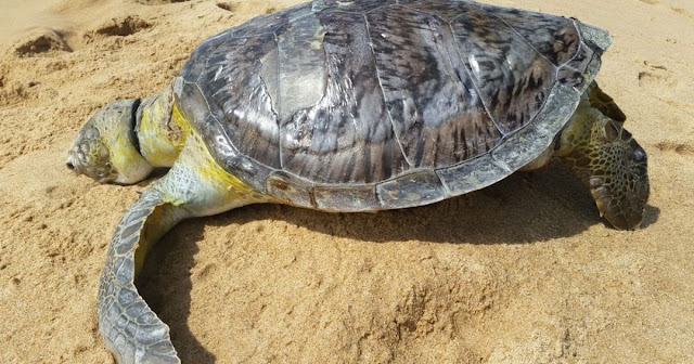 Tartarugas são encontradas mortas em praias de Ilhéus e Maraú