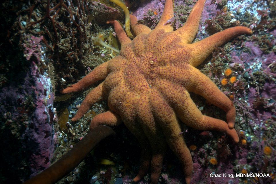 NEPTUNE 911 For Kids: It Lives to Eat Other Starfish