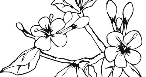 20 Koleski Terbaru Gambar Mewarnai Bunga Anggrek Asiabateav