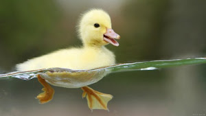 Happy little duck!