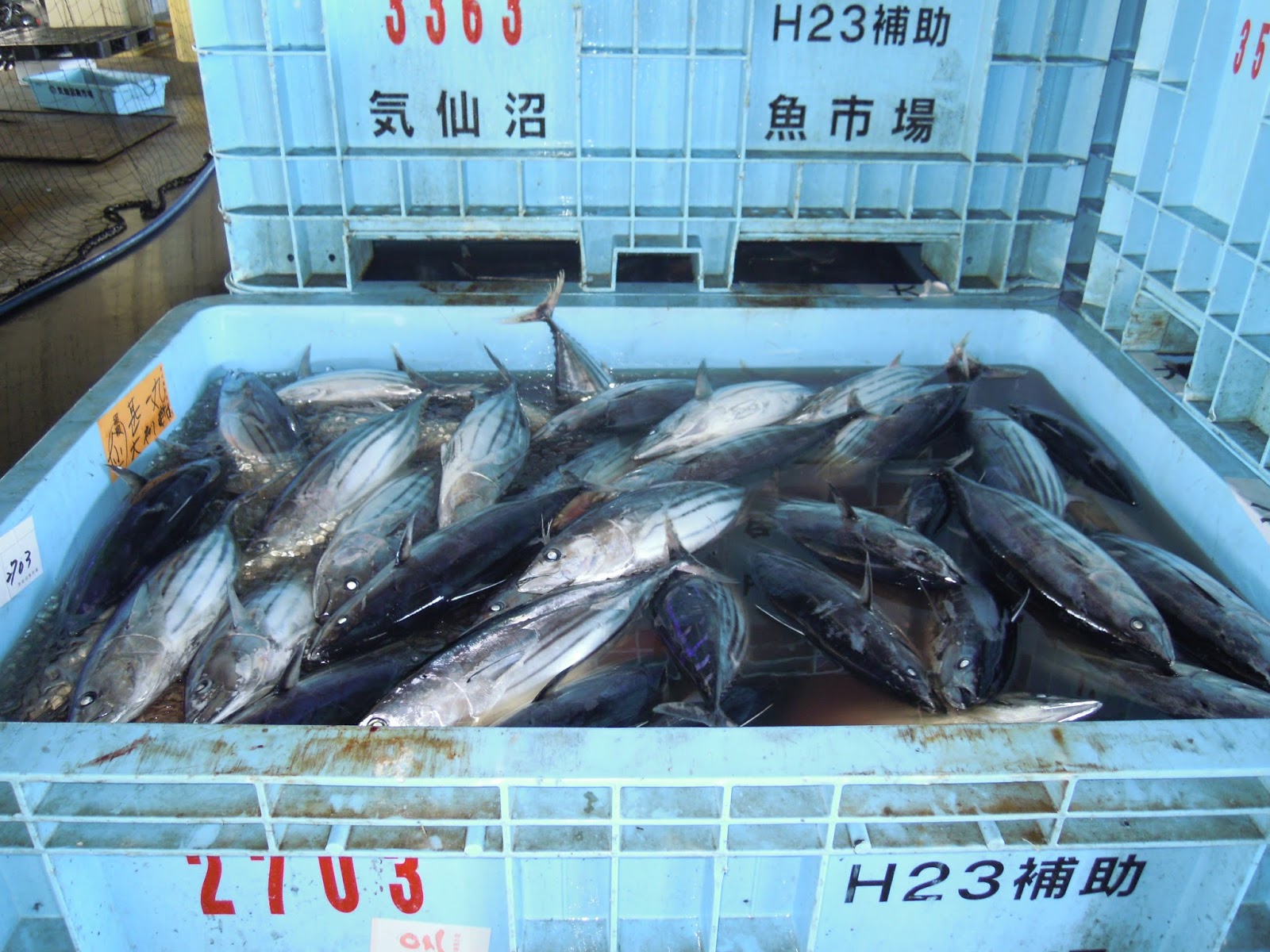 Sebutkan pelabuhan penangkapan ikan di indonesia