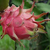 Dragon Fruit - Increasing Attraction among Farmers and Consumers