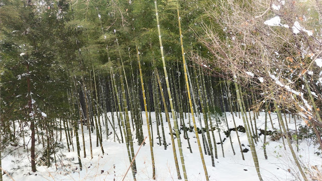 A la sortie du temple, on trouve le chemin qui traverse la forêt de bambous d'Arashiyama