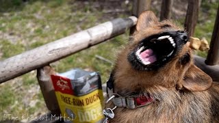 Mini Review: Orijen Freeze-Dried Dog Treats