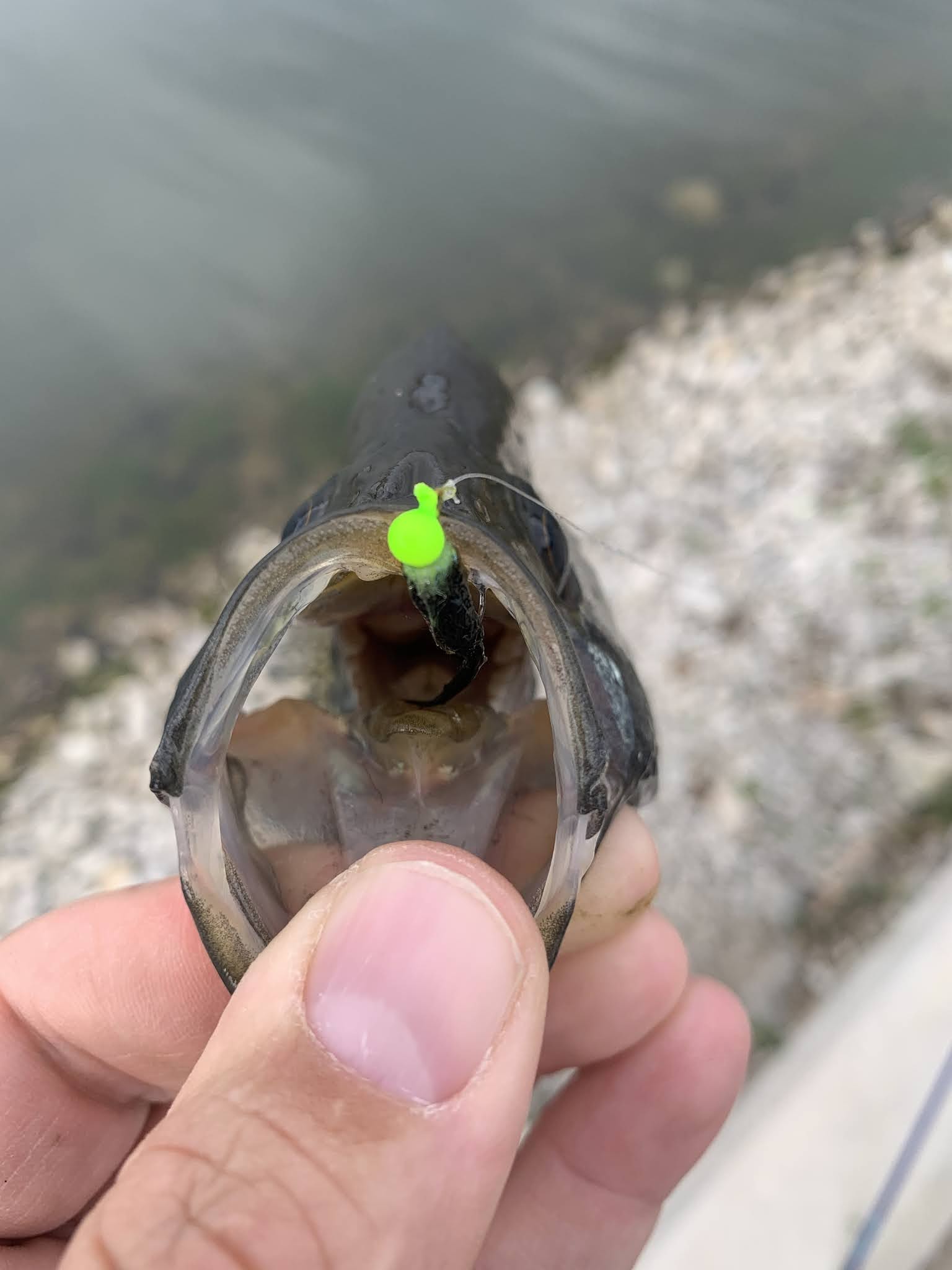 The Show Me Fly Guy Lone Jack Lake Fishing Report