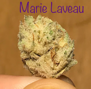 pennsylvania medical marijuana,prime wellness,marie laveau,marie laveau flower,marie laveau #4,pa medical marijuana