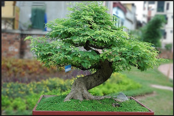 Cara Membuat Bonsai Asem Jawa