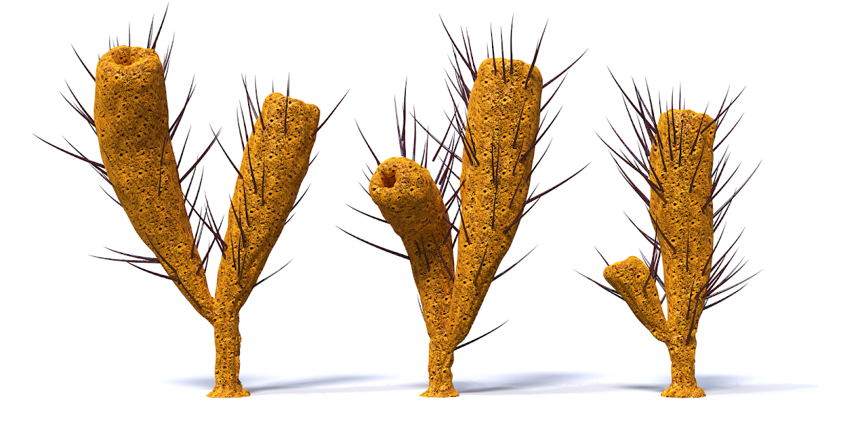 FOSSIL HUNTRESS PIRANIA MIDDLE CAMBRIAN SPONGE