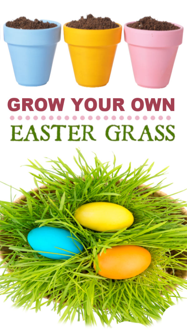 Here is a fun project that the kids will love!  Grow your own Easter basket grass. #easterbasketideas #eastercrafts #growgrassforeasterbasket #easteractivitiesforkids #easterbasketdiy #growingajeweledrose