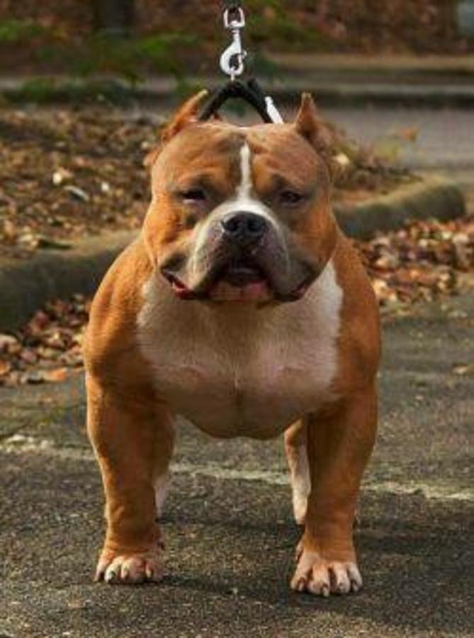 MorsoRosso STORIA & STANDARD AMERICAN BULLY