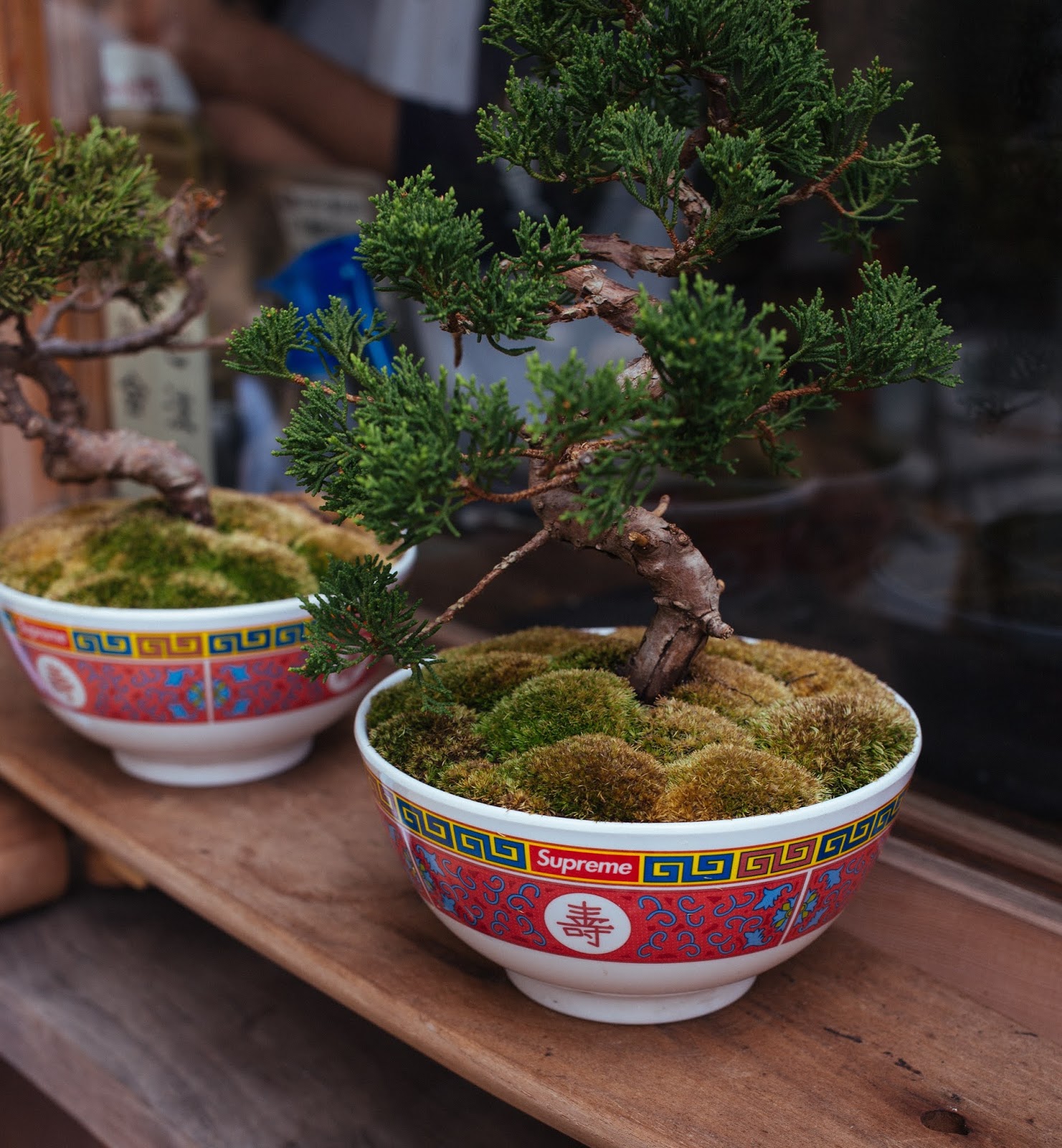 bonsai tree meaning