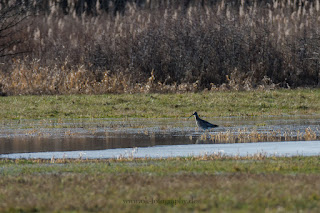 Wildlifefotografie Lippeaue