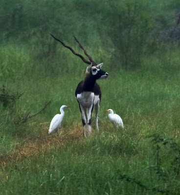 " Blackbuck  Male,with 2 egrets for company"