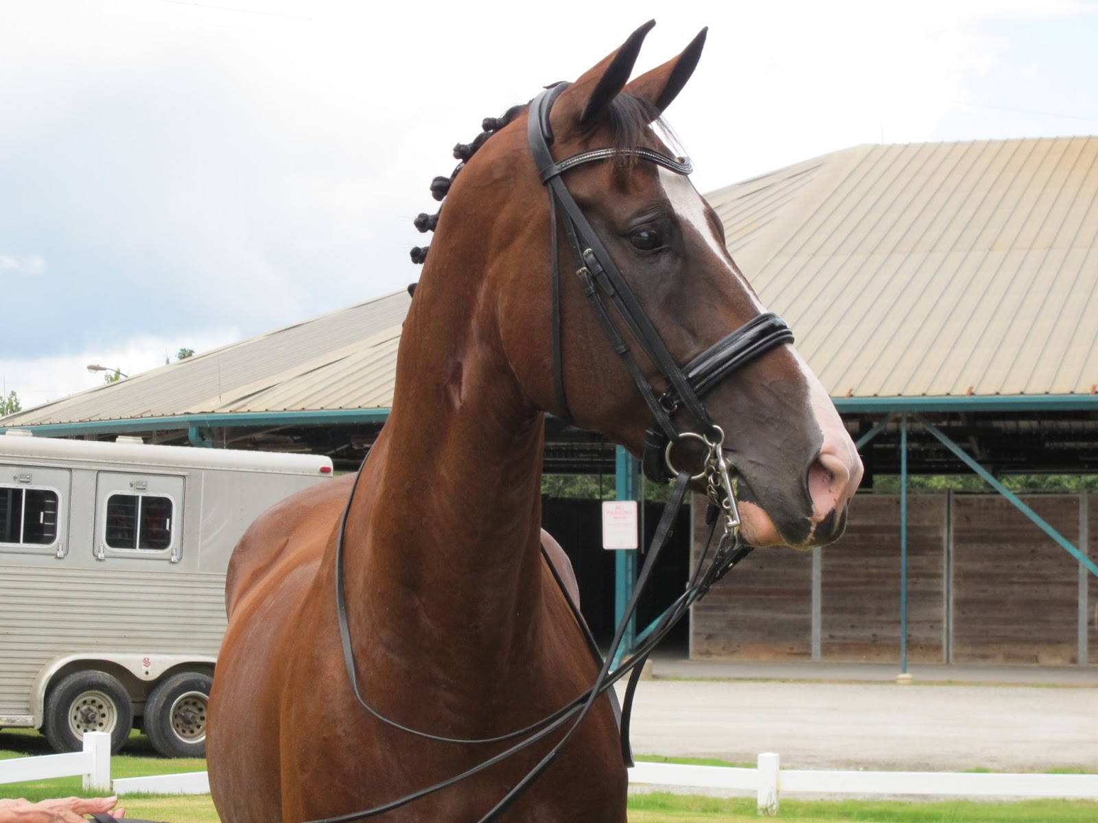 Sunrise Farms Sport Horses Rodeo wins Grand Prix and Grand Prix