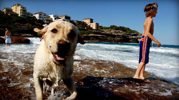 Wet happy dog at Long Beach Robe South Australia