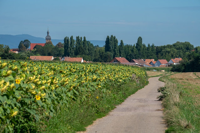 Durchs Tiefental bei Mühlhofen | Wandern Südliche Weinstraße | Billigheim-Ingenheim | Wanderung Pfalz 20