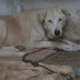 Τραγικός Θάνατος "Φιλόζωης" ηλικιωμένης αποκαλύπτει νέο κολαστήριο ζώων - Παρέμβαση ΣΥΠΠΑΖΑΘ (Βίντεο)